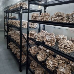 food storage facilities mornington peninsula